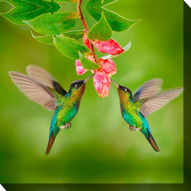 Hummingbird #8 Wall Art, MULTI, hi-res image number 0