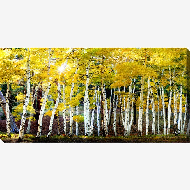 Sun on Aspens Wall Art, MULTI, hi-res image number null