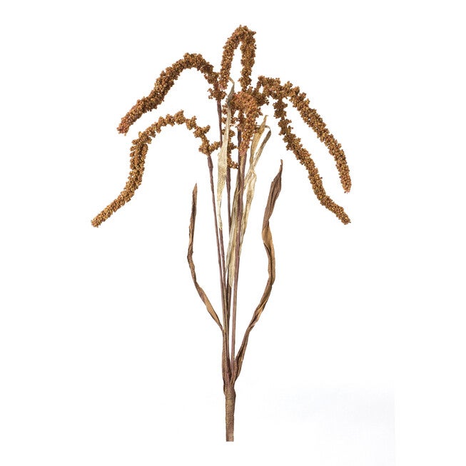 Amaranthus Stem (Set Of 12), BROWN, hi-res image number 0