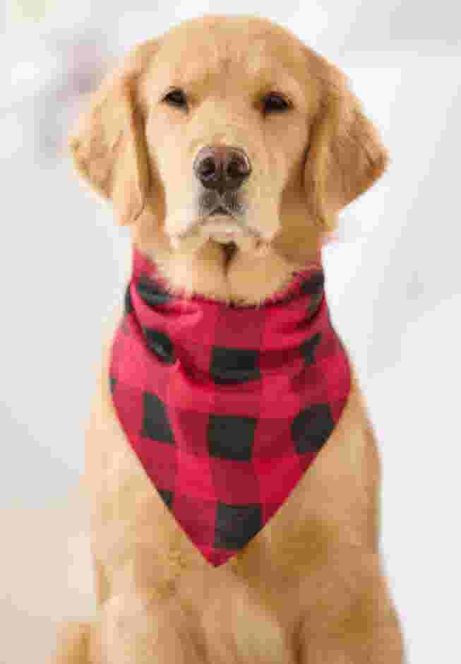Pet Scarf image number 2