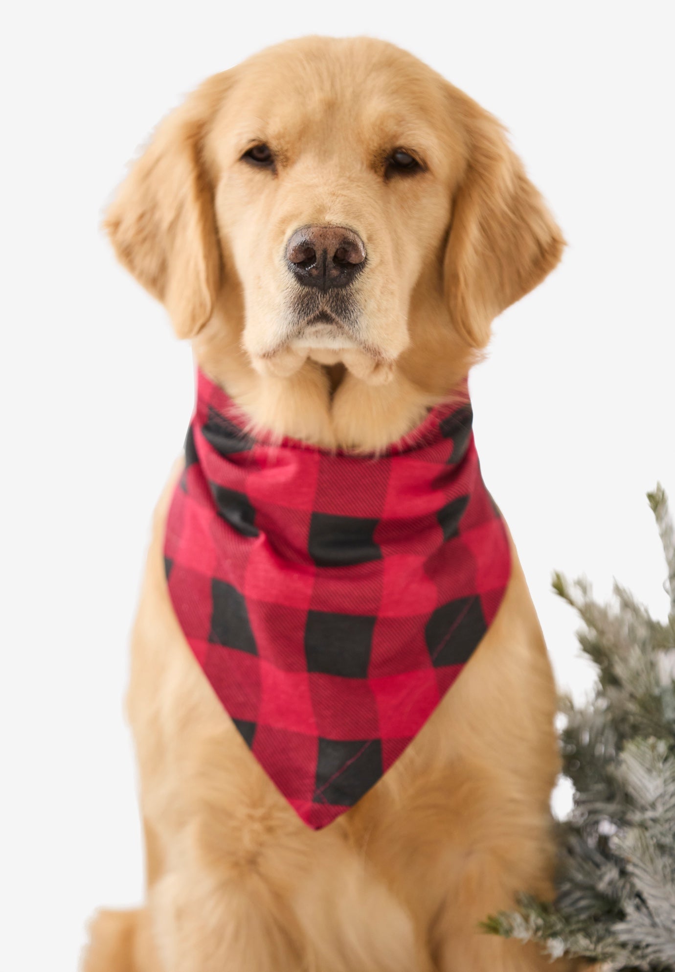 Pet Scarf image number 0