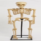 5' Pre-Lit Life-Sized Skeleton image number null